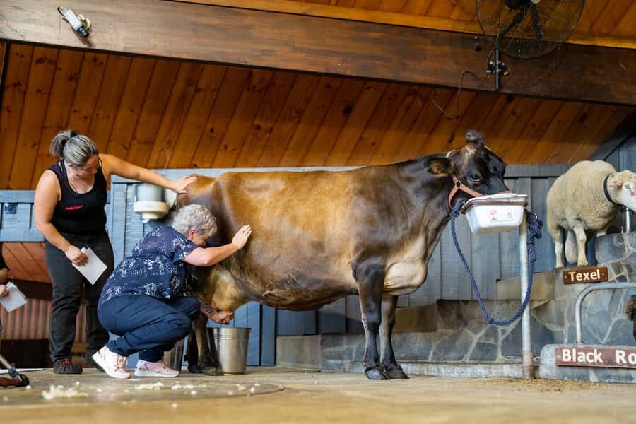Rotorua: Authentic Kiwi Farm Experience at the Agrodome - Value and pricing: does $38 buy real time?