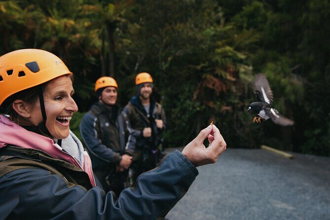Rotorua Canopy Tours: 2.5Hour Native Forest Zipline Adventure - The Canopy Runs: What You’ll See Up There