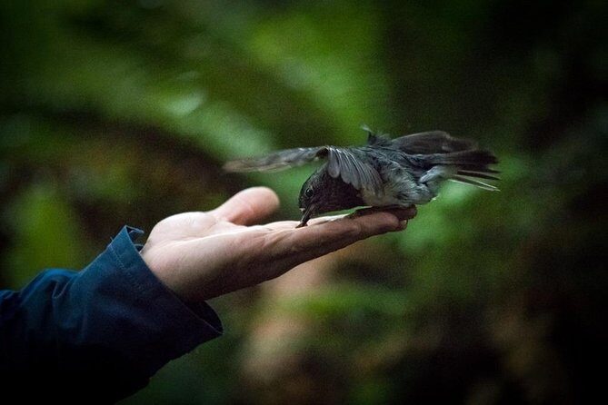 Rotorua Canopy Tours: 2.5Hour Native Forest Zipline Adventure - Cost and Value: Is $123.49 Worth It?