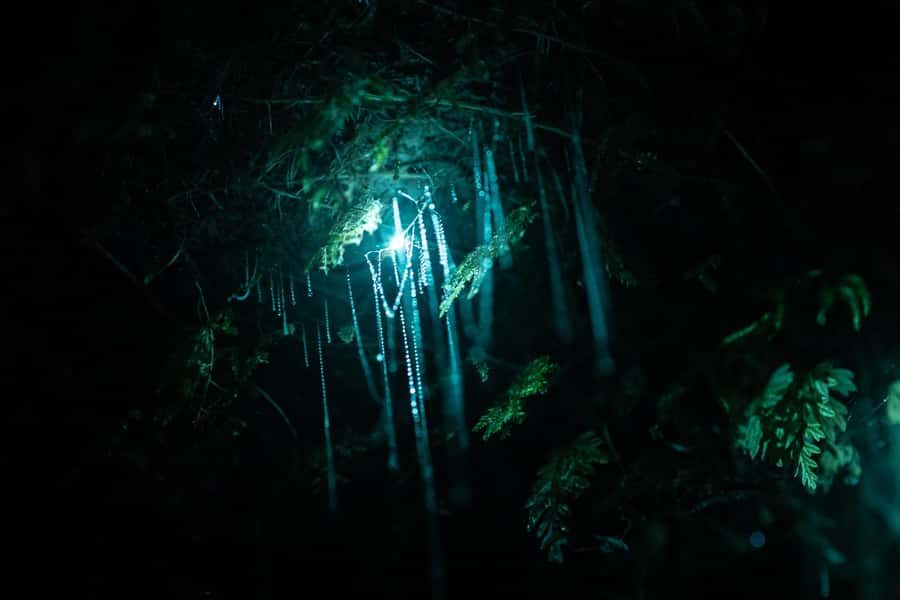 Rotorua: Glow Worm Kayak Tour - Following the Shorelines: The Quiet Part Before the Caves