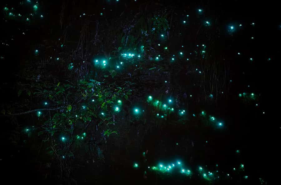 Rotorua: Nocturnal Glow-Worm Adventure Tour with a Guide - The 25-Minute Drive: What the Guide Brings to the Night