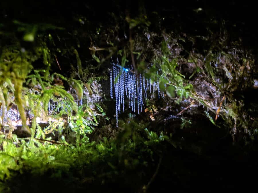 Rotorua: Nocturnal Glow-Worm Adventure Tour with a Guide - Safety and Comfort: What the Trail Demands