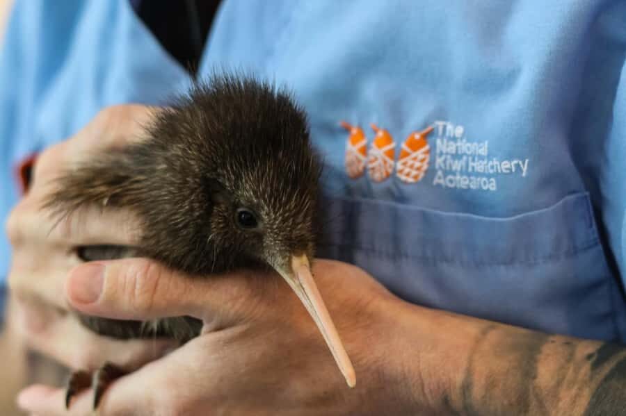 Rotorua: The National Kiwi Hatchery Kiwi Encounter Tour - Kiwi Encounter tour quick hits