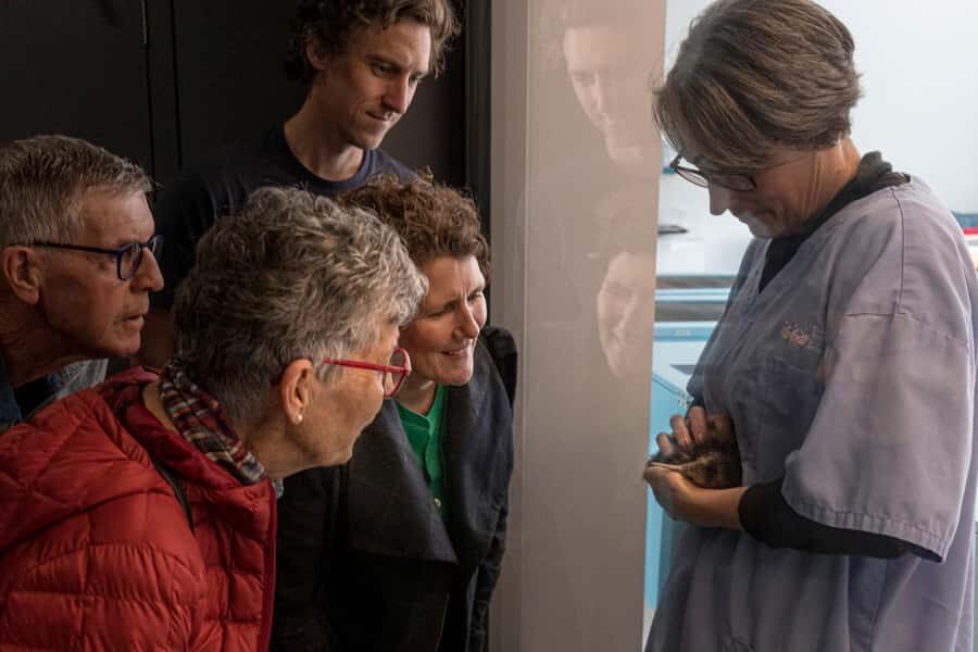 Rotorua: The National Kiwi Hatchery Kiwi Encounter Tour - Why Rotorua’s National Kiwi Hatchery Is Worth Your Hour