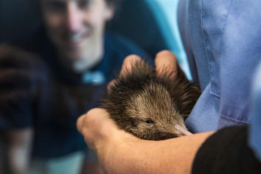 Rotorua: The National Kiwi Hatchery Kiwi Encounter Tour - Eggs, Incubation, and That Moment a Chick Enters the Nursery