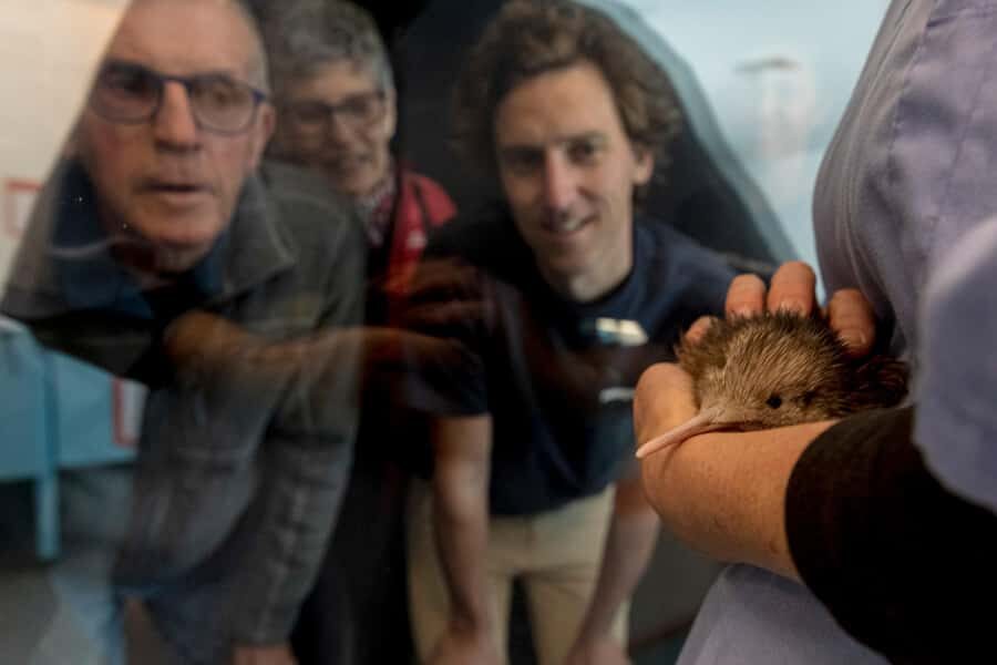 Rotorua: The National Kiwi Hatchery Kiwi Encounter Tour - What Changes by Season: September to March vs. Off-Season
