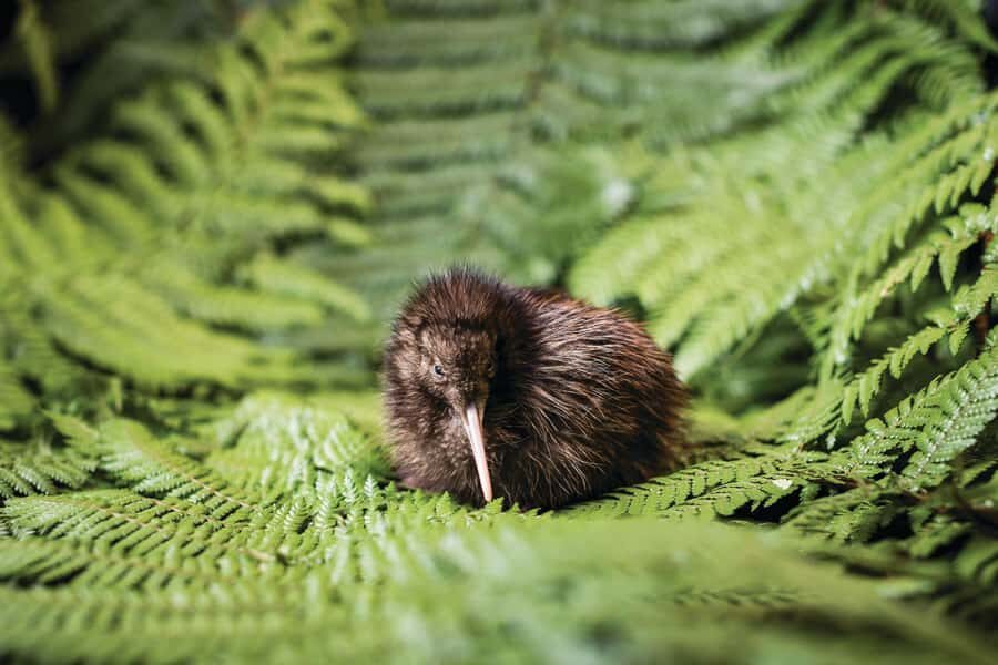 Rotorua: The National Kiwi Hatchery Kiwi Encounter Tour - Practical Tips: Photos, Comfort, and Getting the Most From Red Light