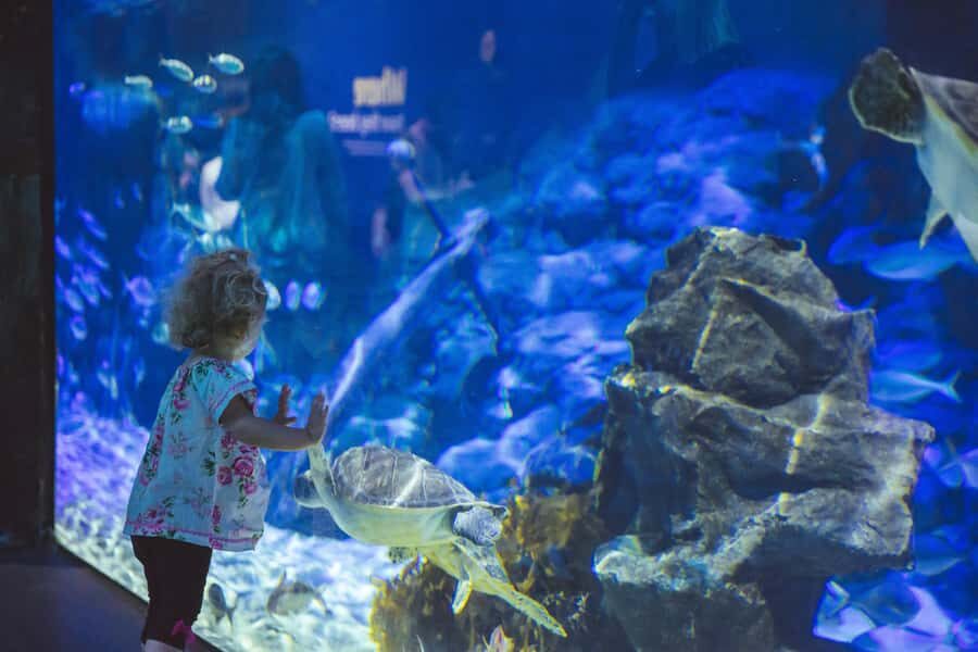 Sea Life Kelly Tarlton's Aquarium General Admission - Feeding Your Day: Animal Talks Add Context to the Tanks