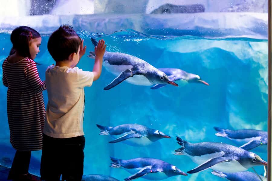 Sea Life Kelly Tarlton's Aquarium General Admission - Auckland Location: Easy Access From the City (and Nice After-Plans)