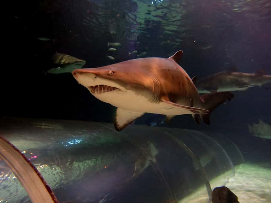 Sea Life Kelly Tarlton's Aquarium General Admission - The Rockpool Stop: Starfish Touch and a Hands-On Reset