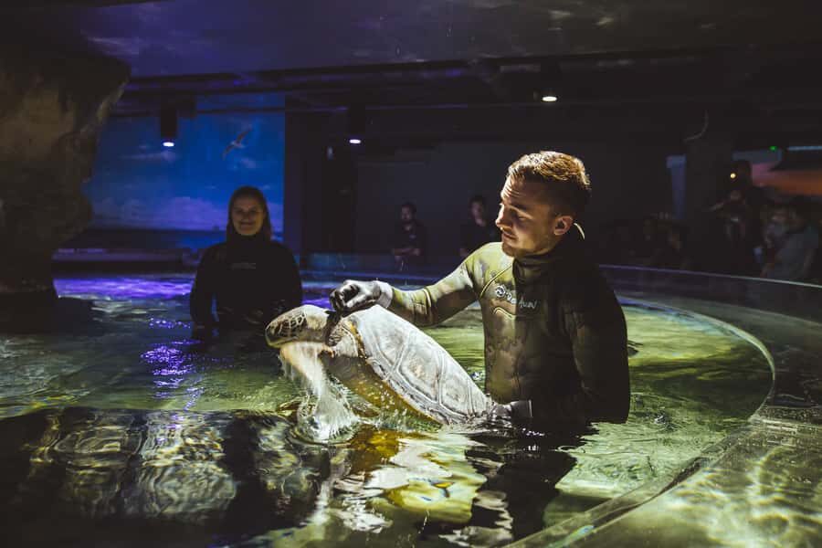 Sea Life Kelly Tarlton's Aquarium General Admission - Shark Tunnel: Sand Tiger Sharks, Giant Stingrays, and Wobbegong Hiding