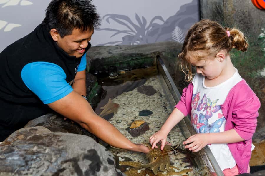 Sea Life Kelly Tarlton's Aquarium General Admission - Moving Walkways and Tunnel Layout: The Best Views Take Some Patience