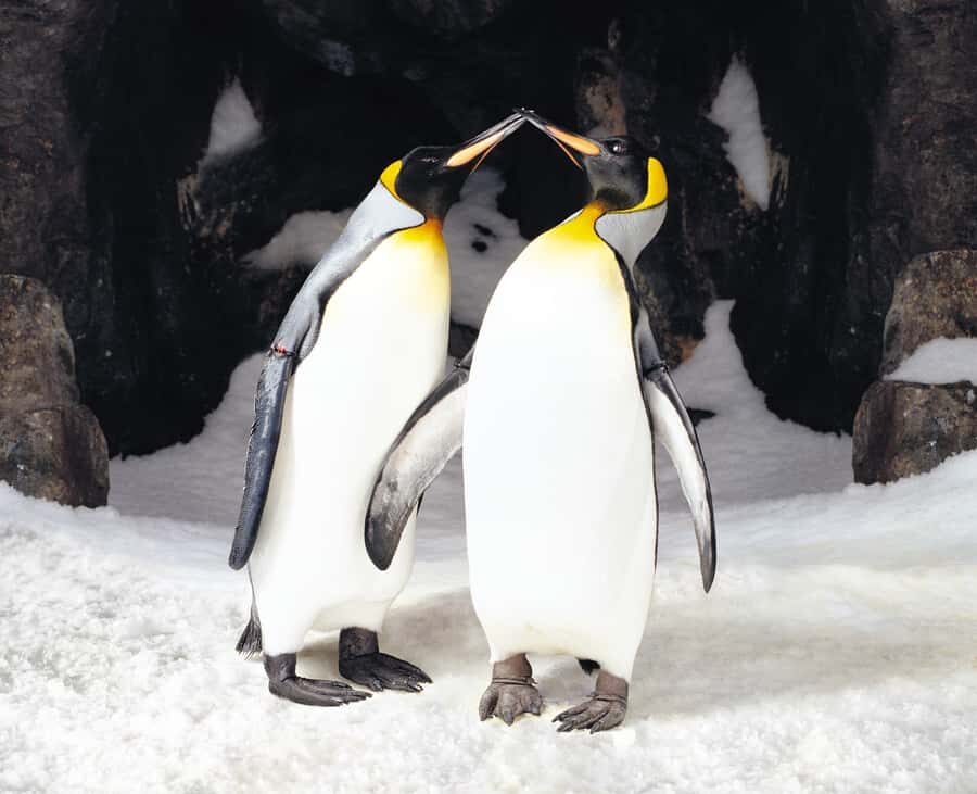 Sea Life Kelly Tarlton's Aquarium General Admission - Price and Value: About $23 for a Full One-Day Animal Route