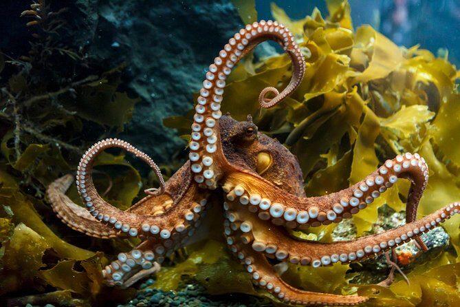SEA LIFE Kelly Tarlton's General Admission - Jellyfish, Spiny Sea Dragons, and the displays that reward patience