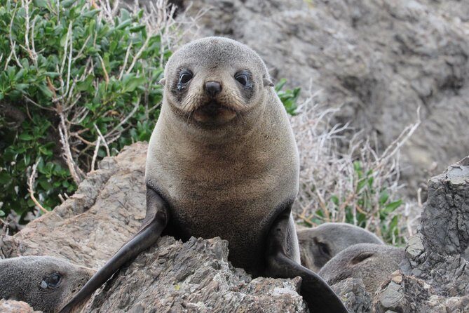 Seal Coast Safari - Exclusive access to Wellington's secret coast - Key things that make this Seal Coast Safari special