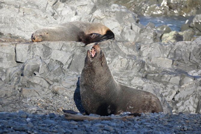 Seal Coast Safari - Exclusive access to Wellington's secret coast - Terawhiti Station: private farm views, wind turbines, and animal sightings