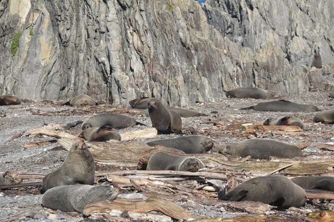 Seal Coast Safari - Exclusive access to Wellington's secret coast - The real highlight: fur seals in their natural habitat
