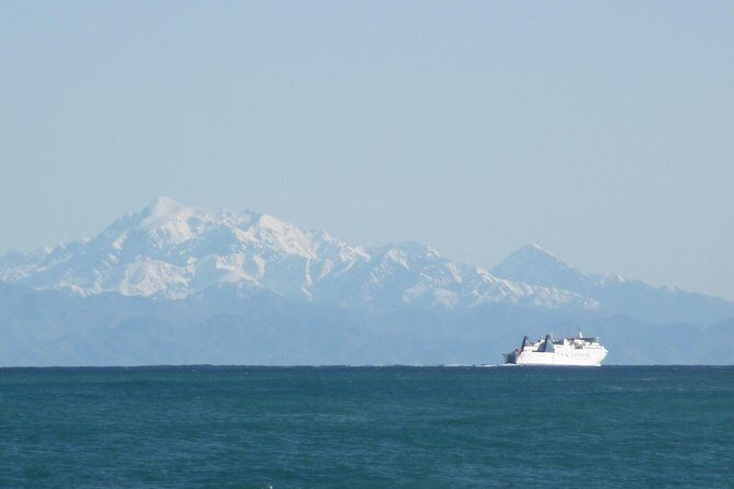 Seal Coast Safari - Exclusive access to Wellington's secret coast - Timing, comfort, and what 3.5 hours really means