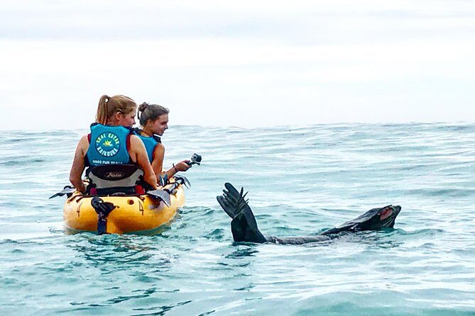Seal Kayaking Adventure in Kaikoura - Key Things I’d Book This For