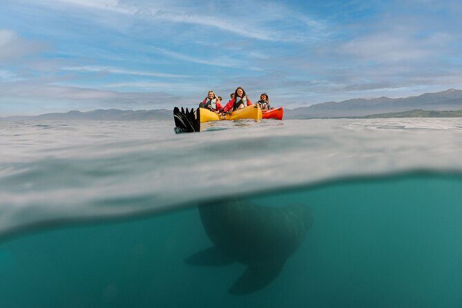 Seal Kayaking Adventure in Kaikoura - Sunset vs Special Seal-Spotting Tours: Picking the Right Vibe