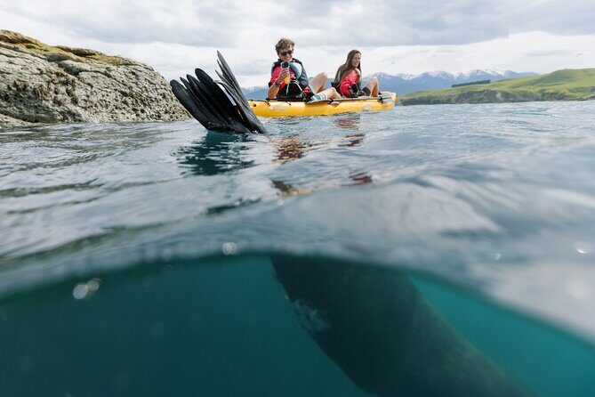 Seal Kayaking Adventure in Kaikoura - The Real Value: Why Foot-Pedaled Kayaks Change Everything