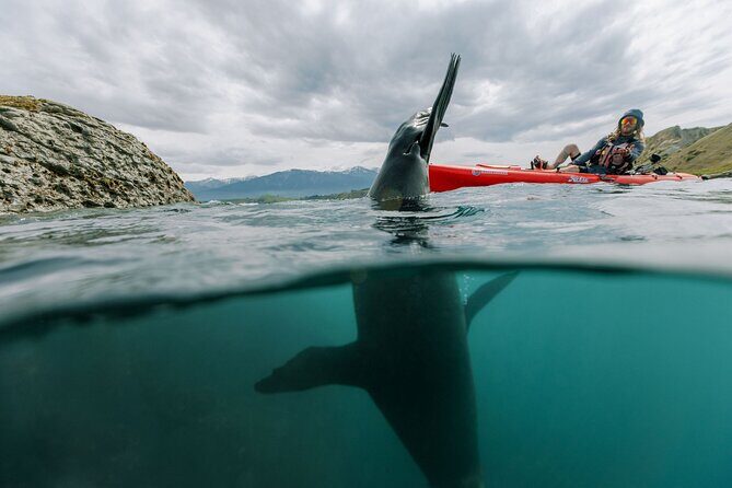 Seal Kayaking Adventure in Kaikoura - What to Bring (So You Stay Comfortable and Photo-Ready)