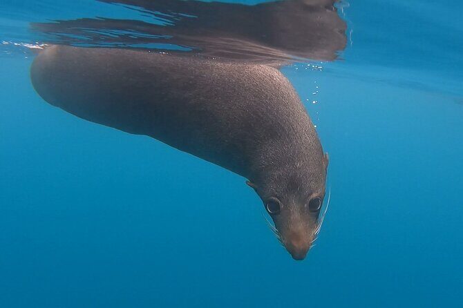 Seal Kayaking Adventure in Kaikoura - Seal Spotting: What You’re Likely to See (And Why It’s So Close)