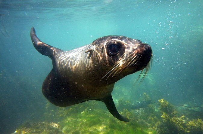 Seal Swimming Tour from Kaikoura - The short boat ride out of Kaikoura Peninsula waters