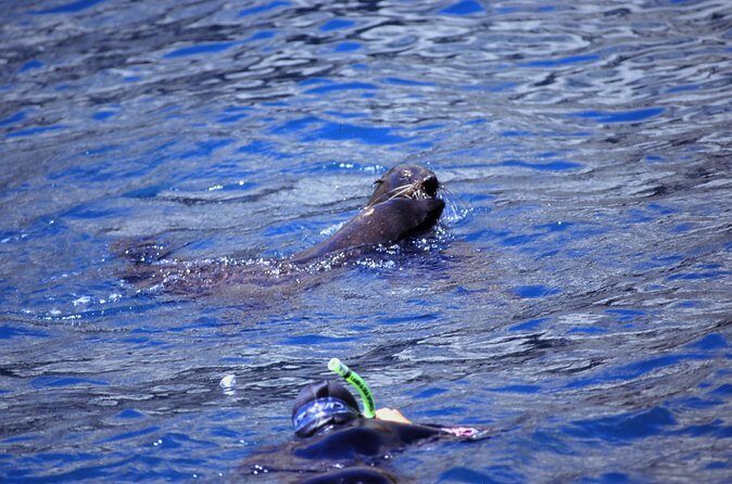 Seal Swimming Tour from Kaikoura - Swimming with New Zealand fur seals: what you’ll learn and how you’ll stay safe