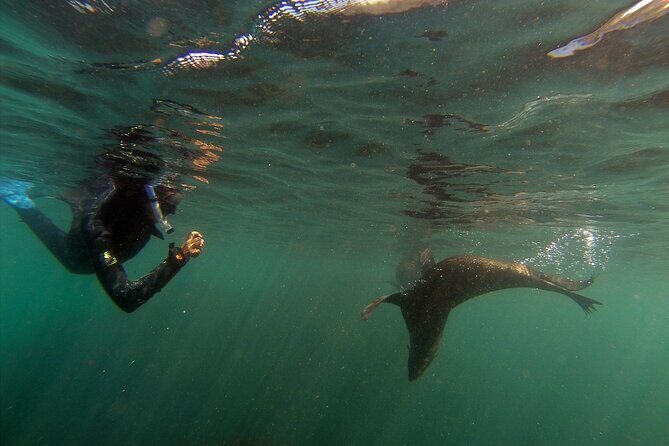 Seal Swimming Tour from Kaikoura - Viewing seals from the water: the moment that makes the trip worth it