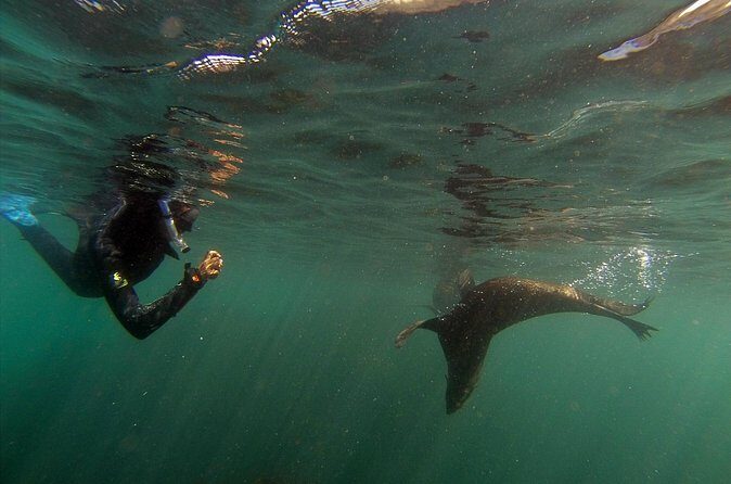 Seal Swimming Tour from Kaikoura - What to wear and how to handle the cold-to-hot transition