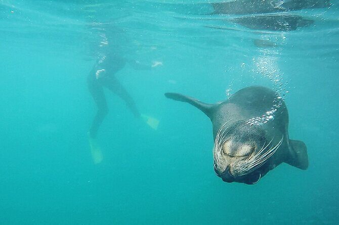 Seal Swimming Tour from Kaikoura - Price and value: is $98.67 worth it?