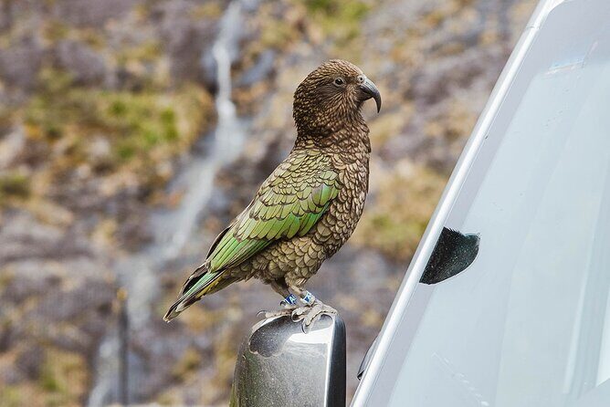 Small Group, Award Winning Milford Sound Day Experience & Cruise - Price and value: what $235.20 buys you in the real world