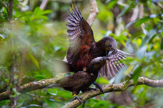 Small Group Daytime 2-Hour Eco Wildlife Tour at Zealandia - Key things you’ll notice on this Zealandia tour