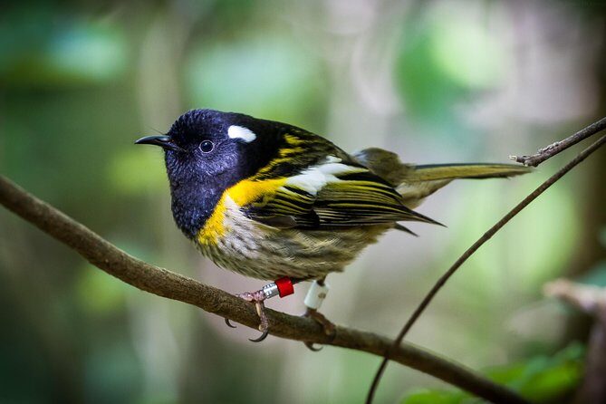 Small Group Daytime 2-Hour Eco Wildlife Tour at Zealandia - Weather and footwear: how to dress for an all-weather walk