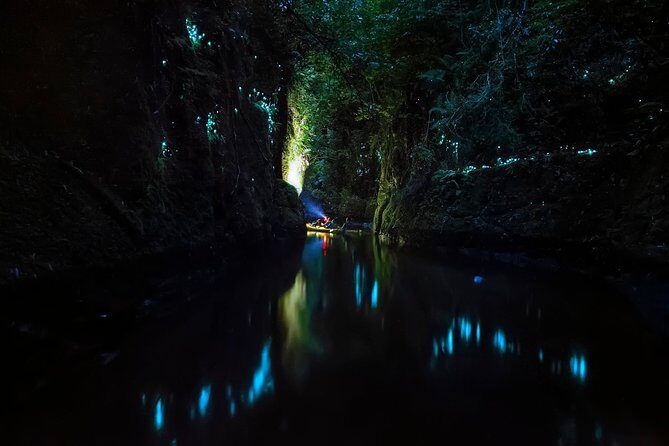 Tauranga: Evening Glowworm Kayak Tour - Entering the Glow-Worm Canyon: What You’re Actually Looking At
