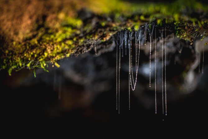 Te Anau Glow Worm Caves Tour - The glowworm grotto is the headline, but the rock formations do the supporting act