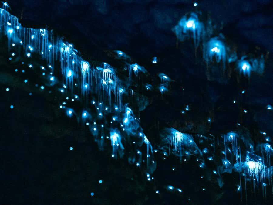 Te Anau: Glowworm Caves Guided Tour - Key highlights you’ll feel right away