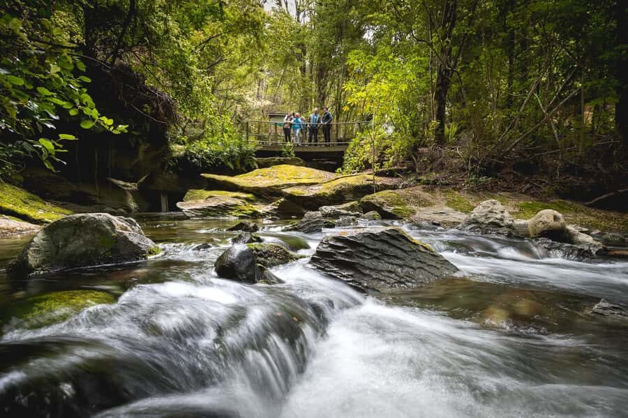 Te Anau: Glowworm Caves Guided Tour - Maori legends and plant talk: what you’ll learn beyond the glow
