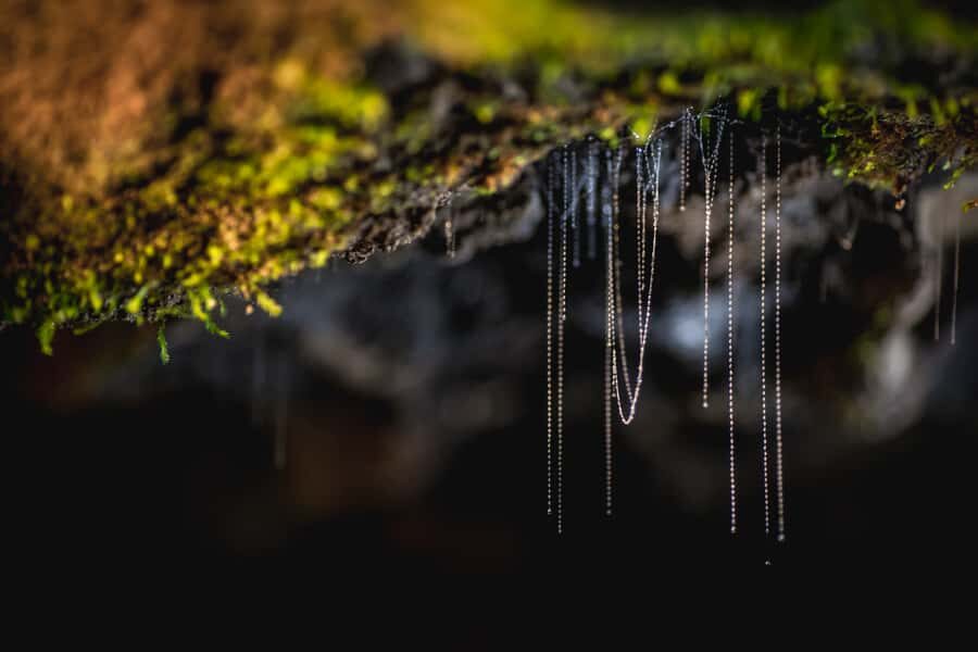 Te Anau: Glowworm Caves Guided Tour - Tea, coffee, and the short post-tour presentation