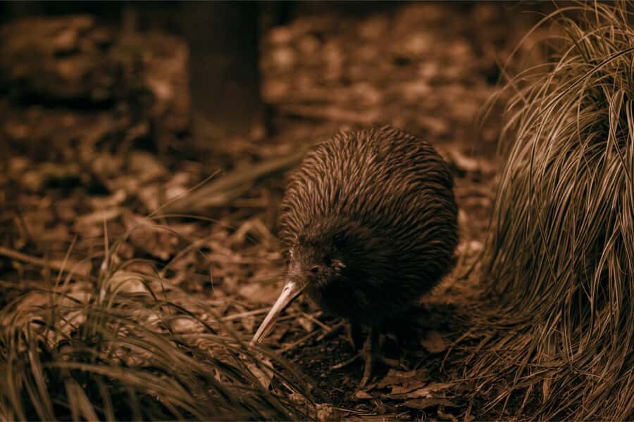 Te Puia: Te Rā Guided Day Tour - Timing and meeting point at Te Puia