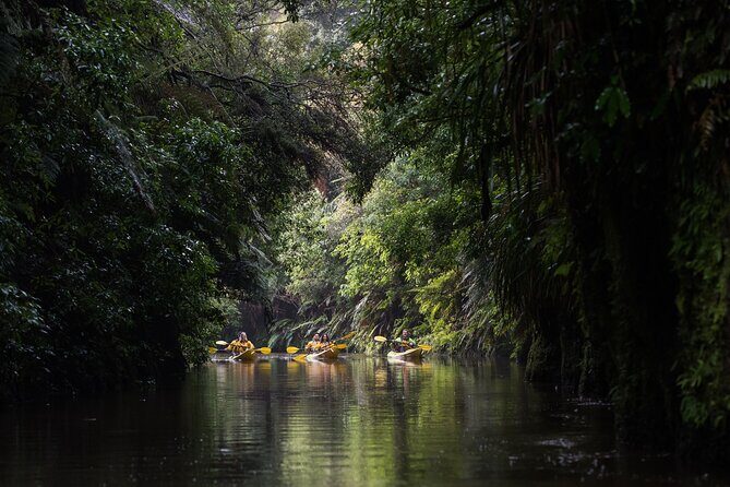 Twilight Glowworm Kayak Tour – Lake Karapiro - Paddling level: what moderate fitness means in real life