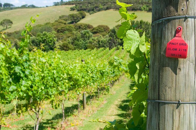 Waiheke island Wine Tours - PREMIUM wine tasting MAX 11 clients ! - Lunch in Oneroa: late enough to feel like a proper break