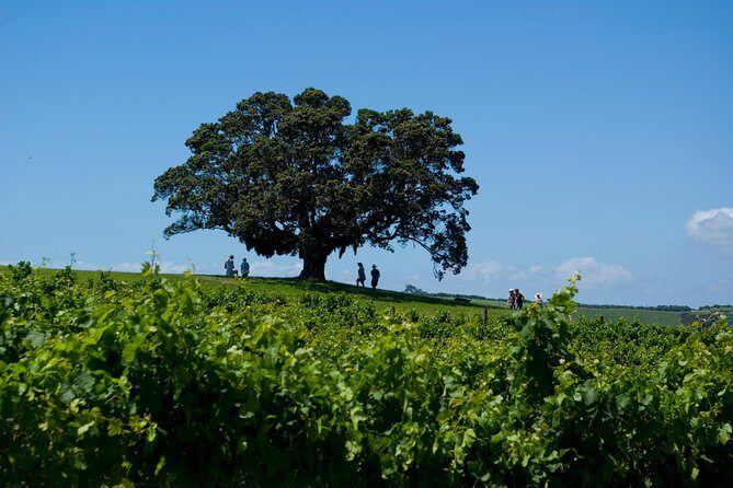 Waiheke island Wine Tours - PREMIUM wine tasting MAX 11 clients ! - Getting back to Auckland: the 4 pm ferry and your options