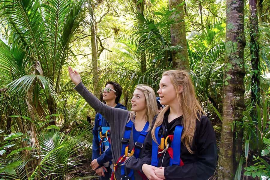 Waiheke Island: Zipline and Native Forest Adventure Trip - Safety, weight limits, and who this works for