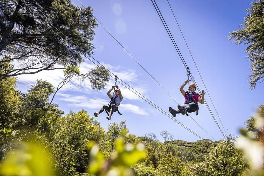 Waiheke Island: Zipline and Native Forest Adventure Trip - The three dual zip lines: native canopy, vineyard above, and Gulf views
