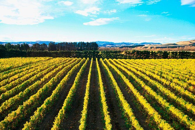 Waipara Wine Tour from Christchurch - including Lunch & Tastings - Stop 2 at Torlesse Wines: the variety check for whites