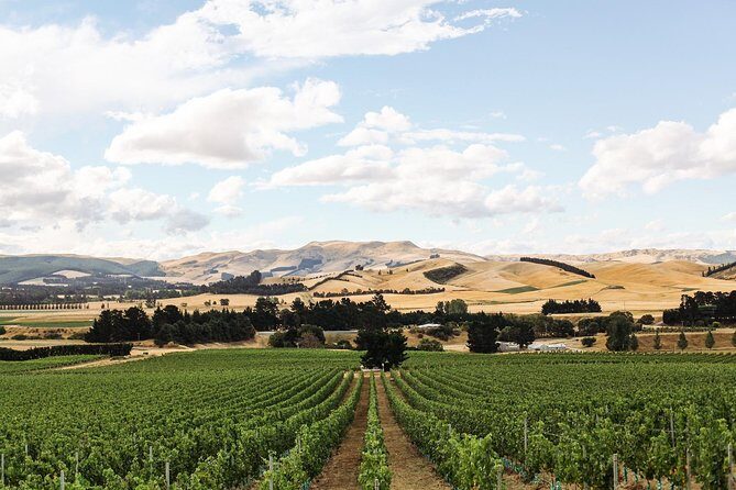 Waipara Wine Tour from Christchurch - including Lunch & Tastings - Stop 3 at Pegasus Bay: family history plus everyday delicious