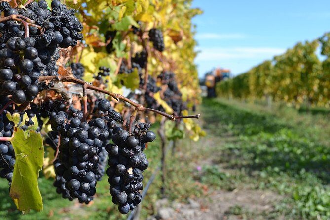 Waipara Wine Tour from Christchurch - including Lunch & Tastings - If a winery is closed: the swap policy that protects your day