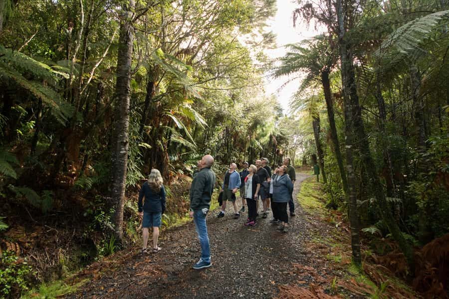 Waitakere Ranges Wilderness Experience Tour from Auckland - Piha Beach black sand walk: what it feels like in person